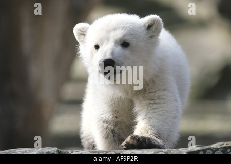 polar bear (Ursus maritimus), offspring Knut in the Berlin Zoo, Germany, Berlin Stock Photo