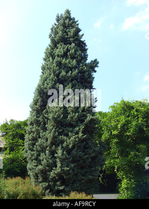 Arizona cypress (Cupressus arizonica 'Glauca', Cupressus arizonica Glauca), single tree in a park Stock Photo