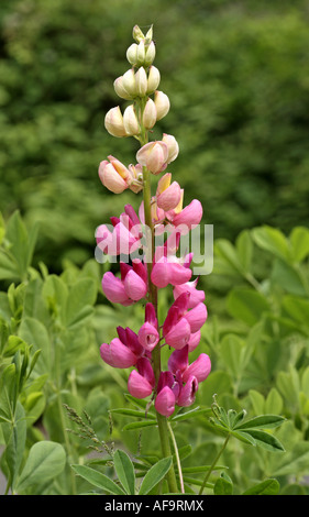 bigleaf lupine, many-leaved lupine, garden lupin (Lupinus polyphyllus), blooming Stock Photo