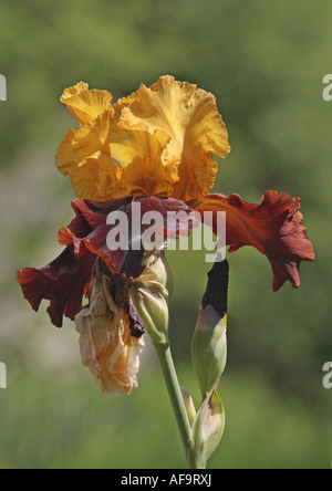 Bearded Iris (Iris barbata Elatior-Hybride), flower Stock Photo