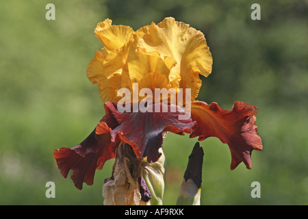 Bearded Iris (Iris barbata Elatior-Hybride), flower Stock Photo