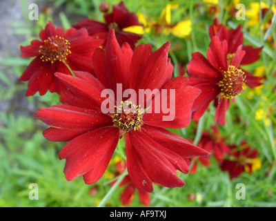plains coreopsis, dyer's coreopsis, golden tickseed (Coreopsis tinctoria), form with red flowers Stock Photo