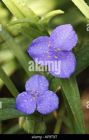 White spiderwort (Tradescantia andersoniana, Tradescantia x andersoniana, Tradescantia Andersoniana-Hybriden), flowers with wat Stock Photo