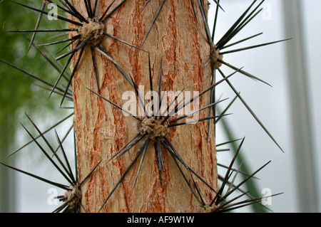 Rose Cactus (Pereskia grandifolia, Rhodocactus grandifolius), stem with areols of spines Stock Photo