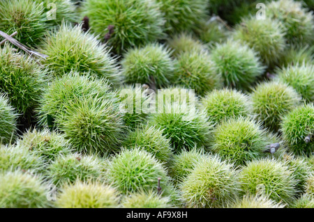 Sweet Chestnut Castanea sativa spiky pods close up background Stock Photo