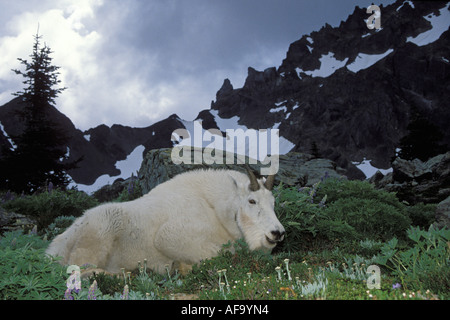 mountain goat Oreamnos americanus billy resting in an alpine bed of wildflowers Olympic National Park Washington Stock Photo