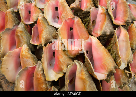 Cracked and live conch shells at Potters Cay, Nassau, New Providence, Bahamas. Stock Photo