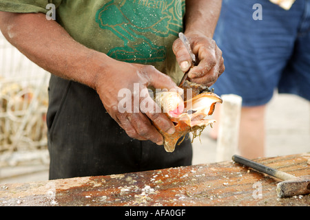Live conch for sale at Potters Cay, Nassau, New Providence, Bahamas. Stock Photo