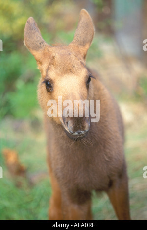 moose Alces alces newborn calf on the Kenai peninsula southcentral Alaska Stock Photo