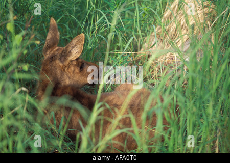 moose Alces alces newborn calf resting in grass on the Kenai peninsula southcentral Alaska Stock Photo