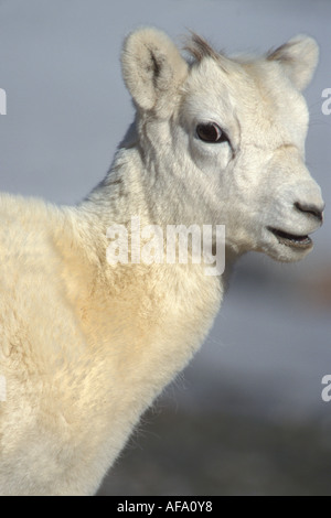 dall sheep Ovis dalli lamb profile North Slope of the Brooks Range central Arctic Alaska Stock Photo