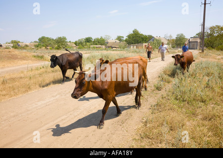 Ukrainian villagers herding cows on an earth road in Plotzk / Ukraine Stock Photo