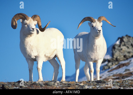 dall sheep Ovis dalli pair of rams on Mount Margaret Denali National Park interior of Alaska Stock Photo