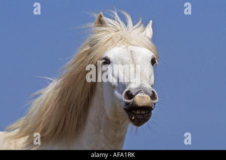 Camargue horse - portrait Stock Photo