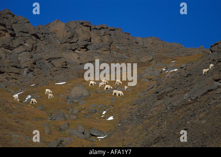 dall sheep Ovis dalli group grazing on Mount Margaret Denali National Park interior of Alaska Stock Photo