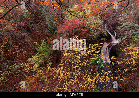 Vivid red and gold autumn colours in a variety of trees around a waterfall Stock Photo