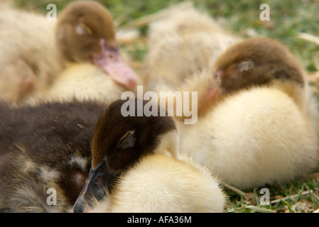 three cute little ducklings lay on the grass sleeping Stock Photo