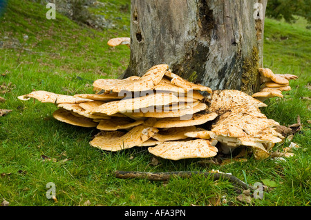 Bracket fungus, Laetiporus sulphureus or Sulphur Polypore, on a tree stump in Cumbria, England, UK Stock Photo