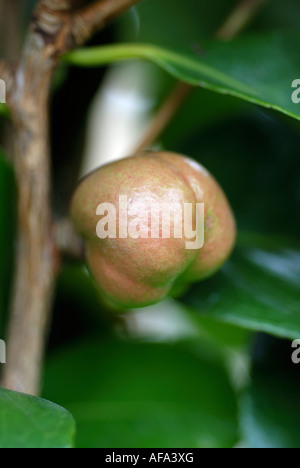 CULTIVATED CAMELIA SHRUB SHOWING FRUIT CONTAINING SEEDS IN GARDEN Stock Photo