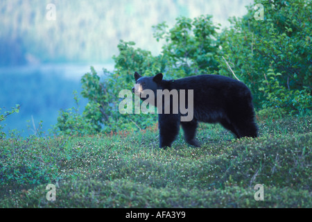 black bear Ursus americanus walking down a hillside at Exit Glacier Kenai Fjords National Park southcentral Alaska Stock Photo