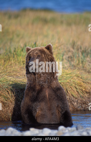 brown bear Ursus arctos grizzly bear Ursus horribils fishing for salmon Katmai National Park on the Alaskan peninsula Stock Photo