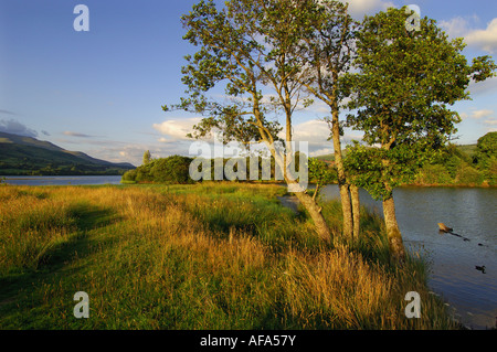 Summer evening around the shores of Loch Tay with soft light on trees grasses water and distant hills near Killin Perthshire Sco Stock Photo