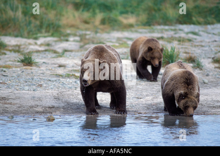 brown bear Ursus arctos grizzly bear Ursus horribils sow with cubs drinking water from a river Katmai National Park Alaska Stock Photo