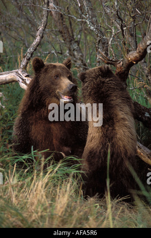 brown bear Ursus arctos grizzly bear Ursus horribils sow with cub playing in Denali National Park Interior Alaska Stock Photo