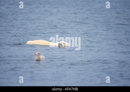 polar bear Ursus maritimus swimming along the Arctic coast 1002 coastal plain of the Arctic National Wildlife Refuge Alaska Stock Photo