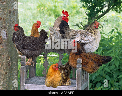 roosting hens Stock Photo