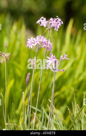 Pink violet flower of society garlic or pink agapanthus Alliaceae Tulbaghia violacea North America Stock Photo