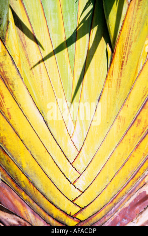 Close-up of Travelers Palm, symbol of the country, Madagascar Stock Photo