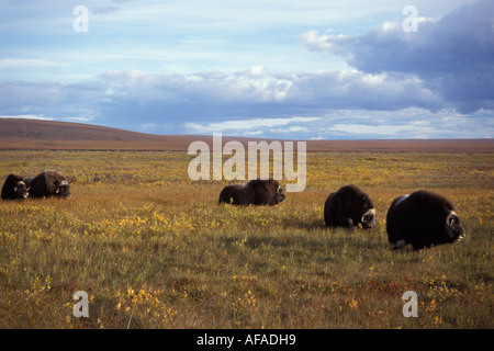 muskox Ovibos moschatus group on the central Arctic coastal plain North Slope of the Brooks Range Alaska Stock Photo