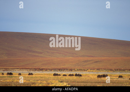 muskox Ovibos moschatus group on the central Arctic coastal plain North Slope of the Brooks Range Alaska Stock Photo