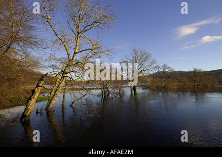 Trees line the invisible banks of the flooded River Lochay near Killin Perthshire Scotland UK Stock Photo