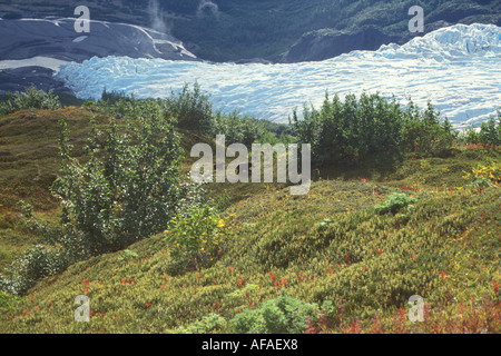 black bear Ursus americanus sow with cub walking up a hillside at Exit Glacier Kenai Fjords National Park southcentral Alaska Stock Photo