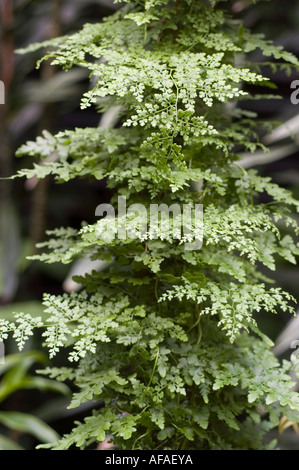 Japanese climbing fern Lygodium Japonicum Stock Photo