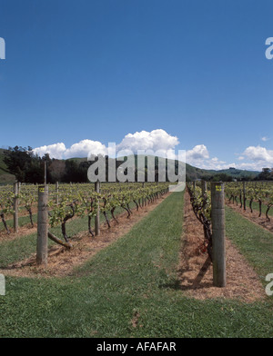 Eskdale Vineyard, Eskdale, Hawkes Bay, New Zealand. Stock Photo