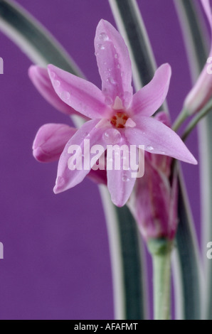 Tulbaghia violacea 'Silver Lace' (Society Garlic) Close up of lilac flower with green and cream varigated leaves. Stock Photo