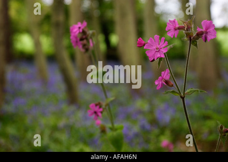 Red Campion (Silene dioica syn Melandrium rubrum) Common bluebell (Hyacinthoides non scripta) Bluebell wood in Norfolk Stock Photo