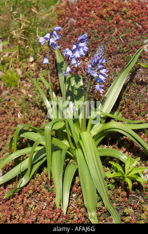 Lilium martagon Turk's cap lily Stock Photo
