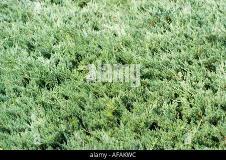 creeping juniper Cupressaceae Juniperus horizontalis Blue Chip Stock Photo