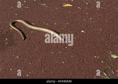 SLOW WORM SUFFOLK ENGLAND ANGUIS FRAGILIS  2007 Stock Photo