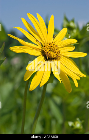 Close-up of bright yellow cup plant flowers (Silphium perfoliatum) in a sunny field, USA. Asteraceae family wildflower against a blue sky. Stock Photo