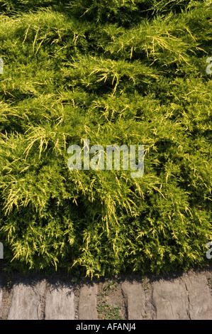 Chinese Hybrid Juniper Cupressaceae Juniperus x media Old Gold Stock Photo