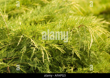 Chinese Hybrid Juniper Cupressaceae Juniperus x media Pfitzeriana aurea Stock Photo