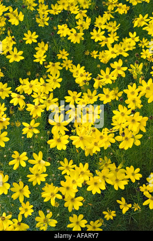 Threadleaf Coreopsis Flowers Blooming in Garden. Yellow threadleaf