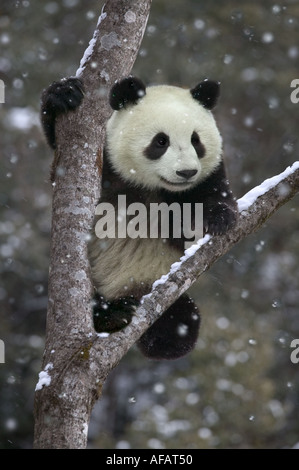 Giant panda cub climb the tree while snow falling Wolong Valley Sichuan Province China Stock Photo