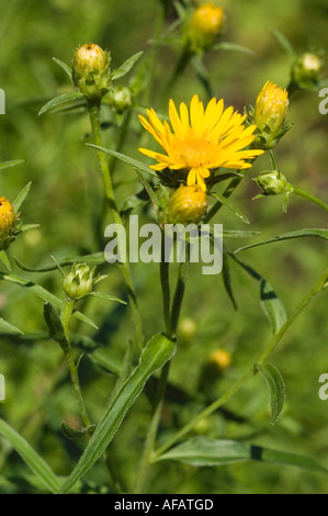 Yellow flowers of swordleaf or Narrow Leaved inula Asteraceae Inula ensifolia Europe Stock Photo