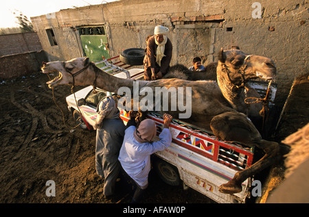 Egypt Cairo Camels getting unloaded from pick-up truck at camel market Stock Photo